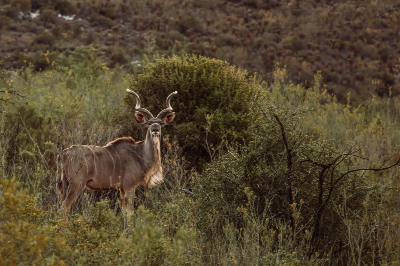 Wildehondekloof Game Lodge Matjiesrivier  Exteriér fotografie