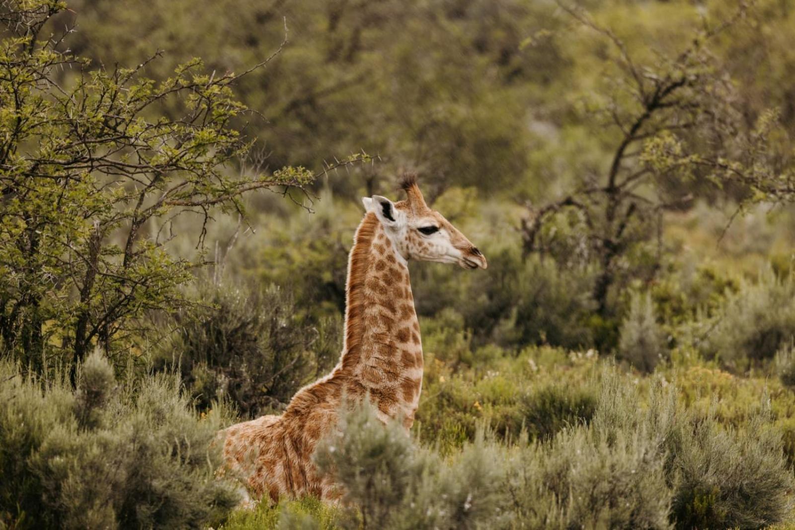 Wildehondekloof Game Lodge Matjiesrivier  Exteriér fotografie