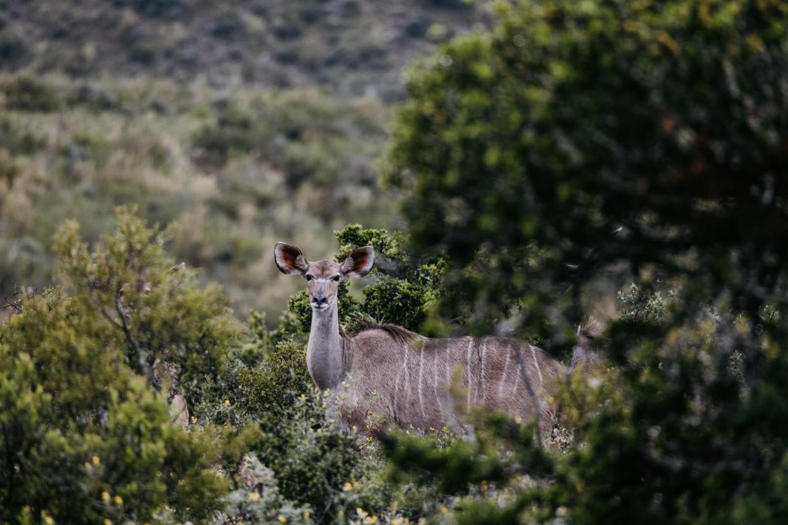 Wildehondekloof Game Lodge Matjiesrivier  Exteriér fotografie