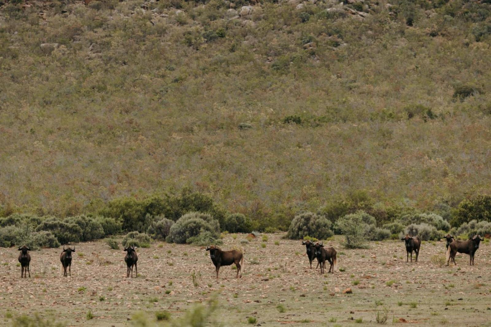 Wildehondekloof Game Lodge Matjiesrivier  Exteriér fotografie