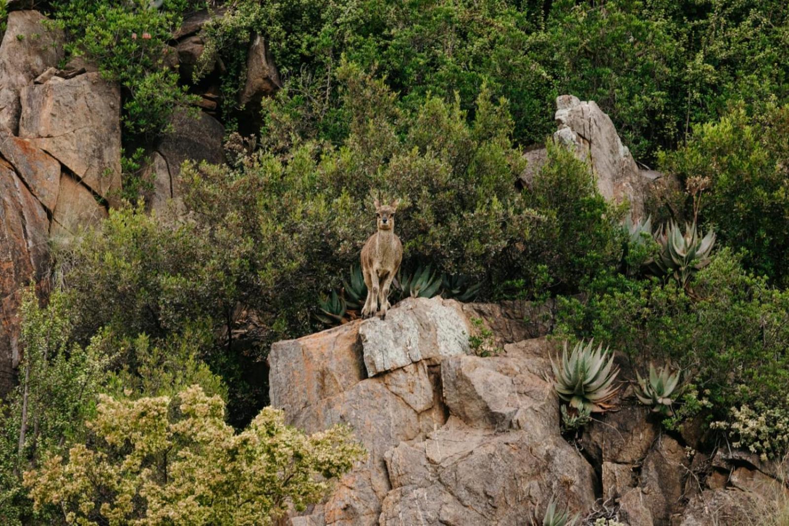 Wildehondekloof Game Lodge Matjiesrivier  Exteriér fotografie