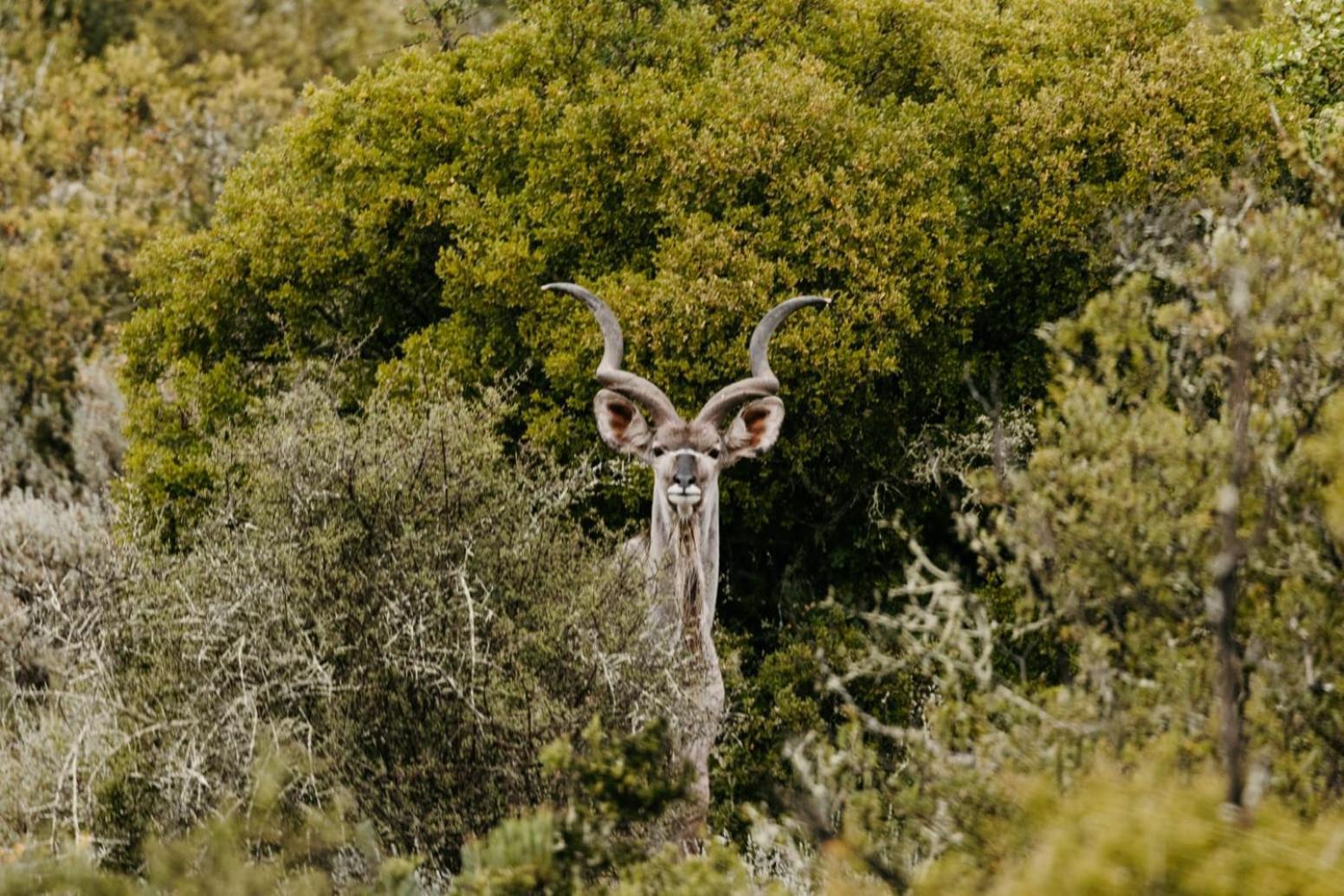 Wildehondekloof Game Lodge Matjiesrivier  Exteriér fotografie