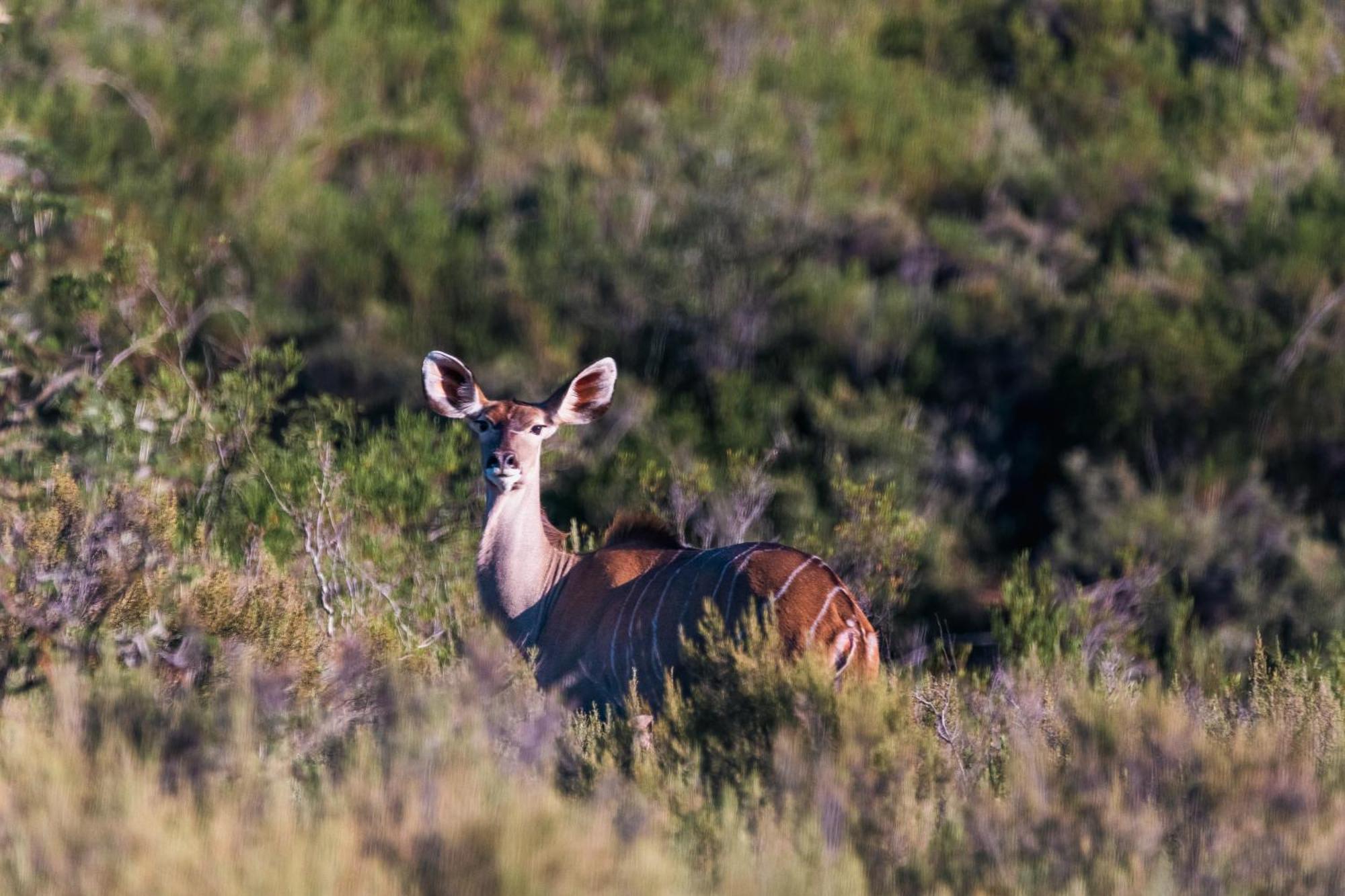 Wildehondekloof Game Lodge Matjiesrivier  Exteriér fotografie