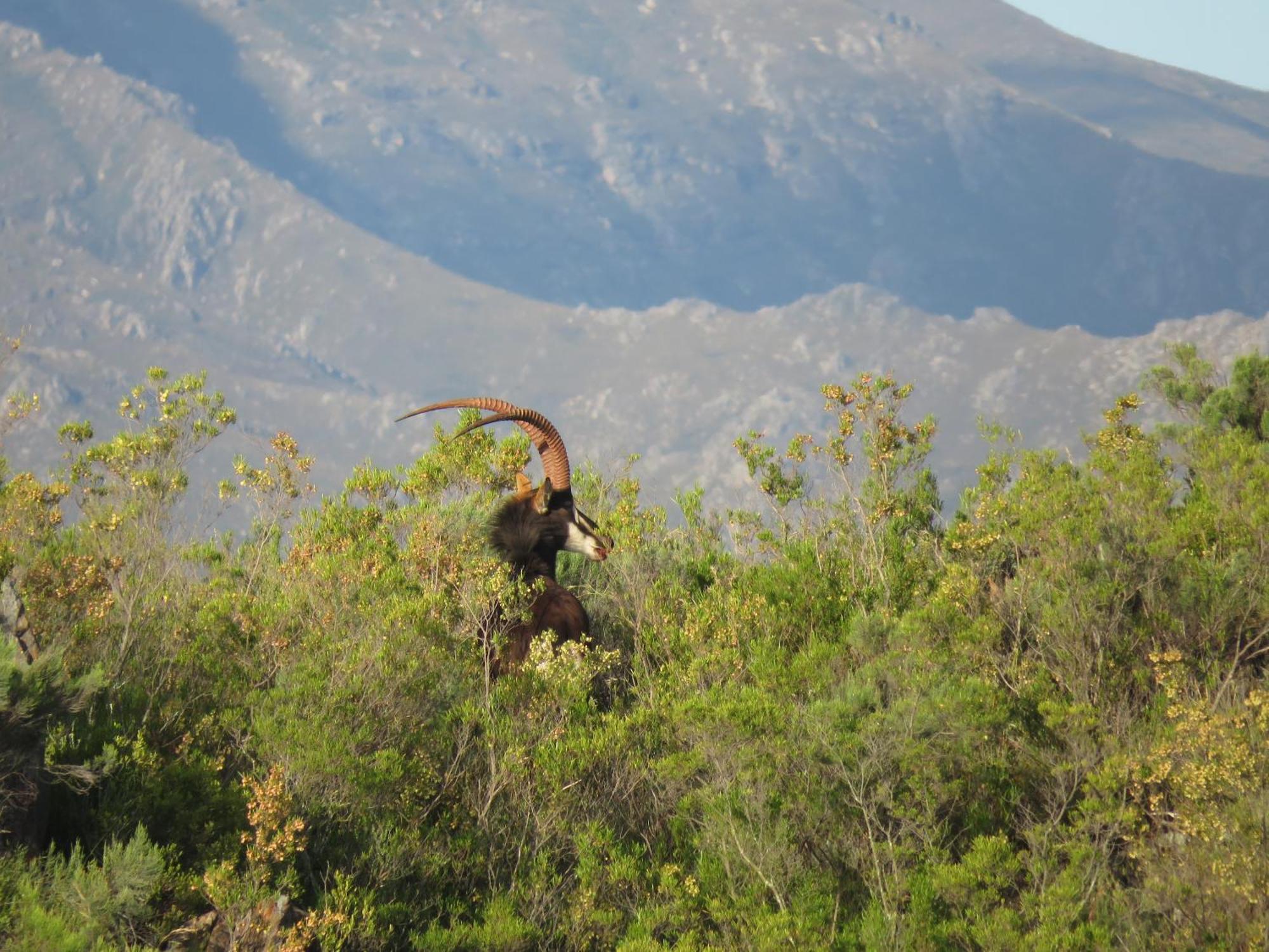 Wildehondekloof Game Lodge Matjiesrivier  Exteriér fotografie