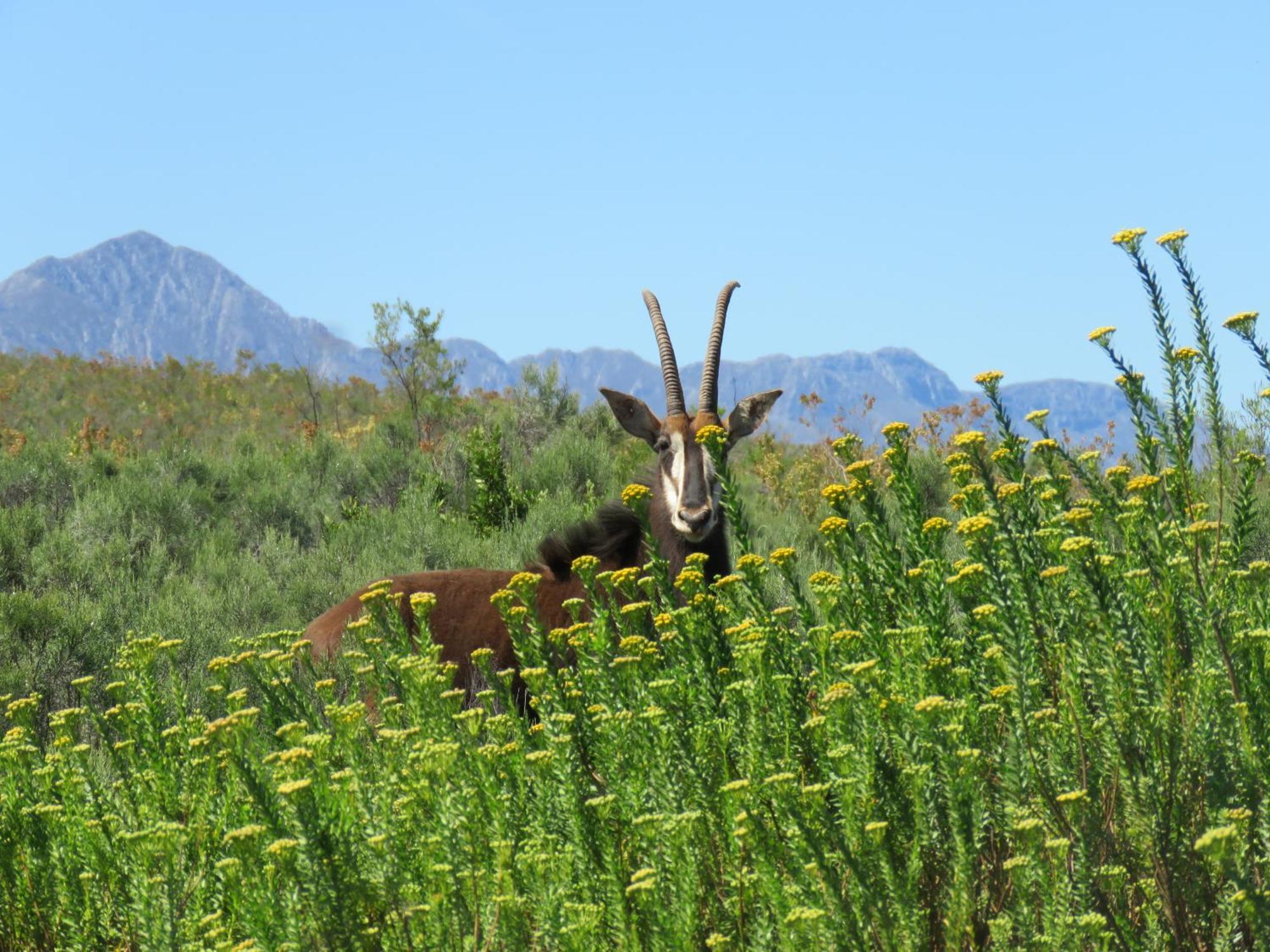Wildehondekloof Game Lodge Matjiesrivier  Exteriér fotografie