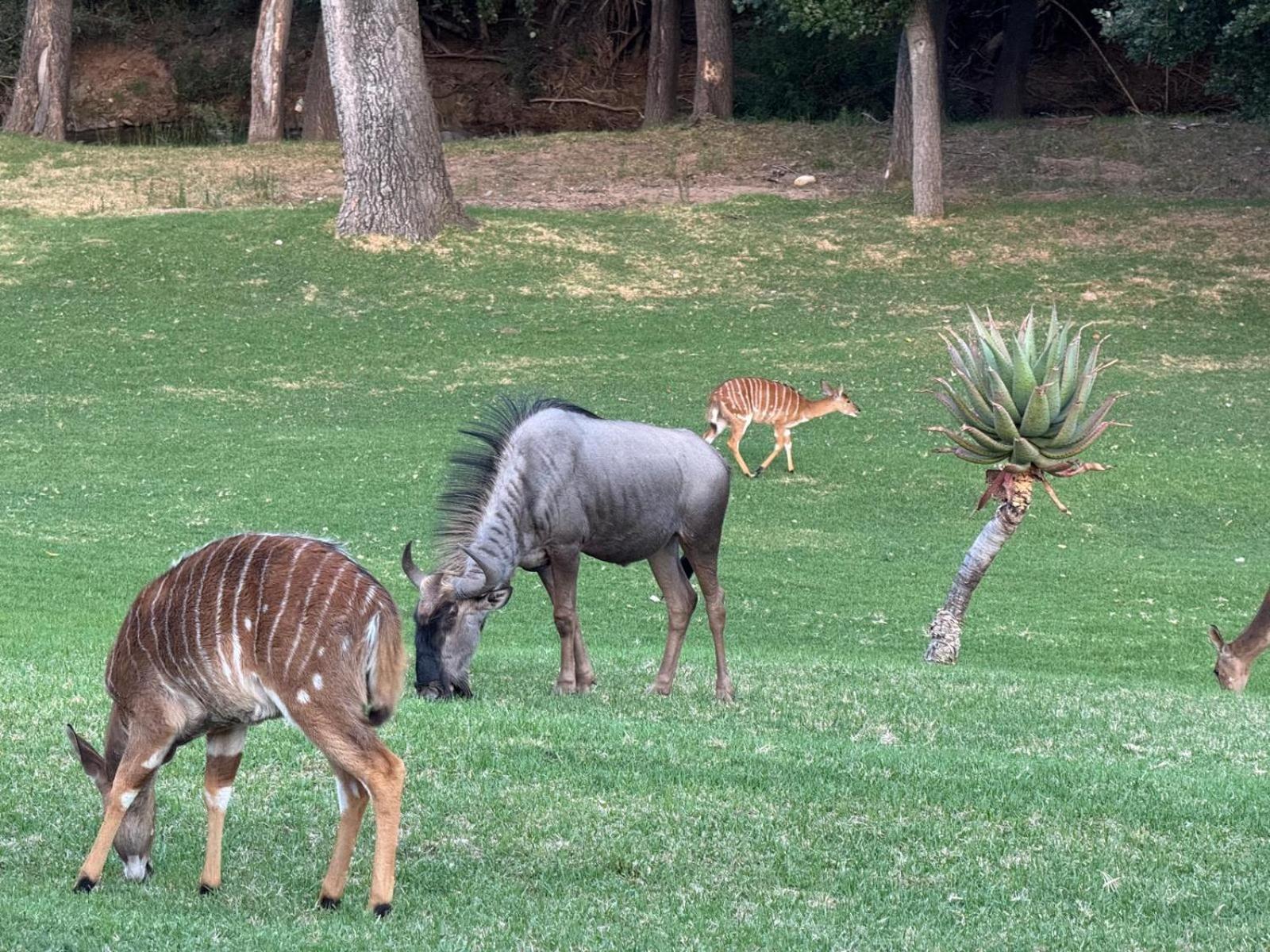 Wildehondekloof Game Lodge Matjiesrivier  Exteriér fotografie
