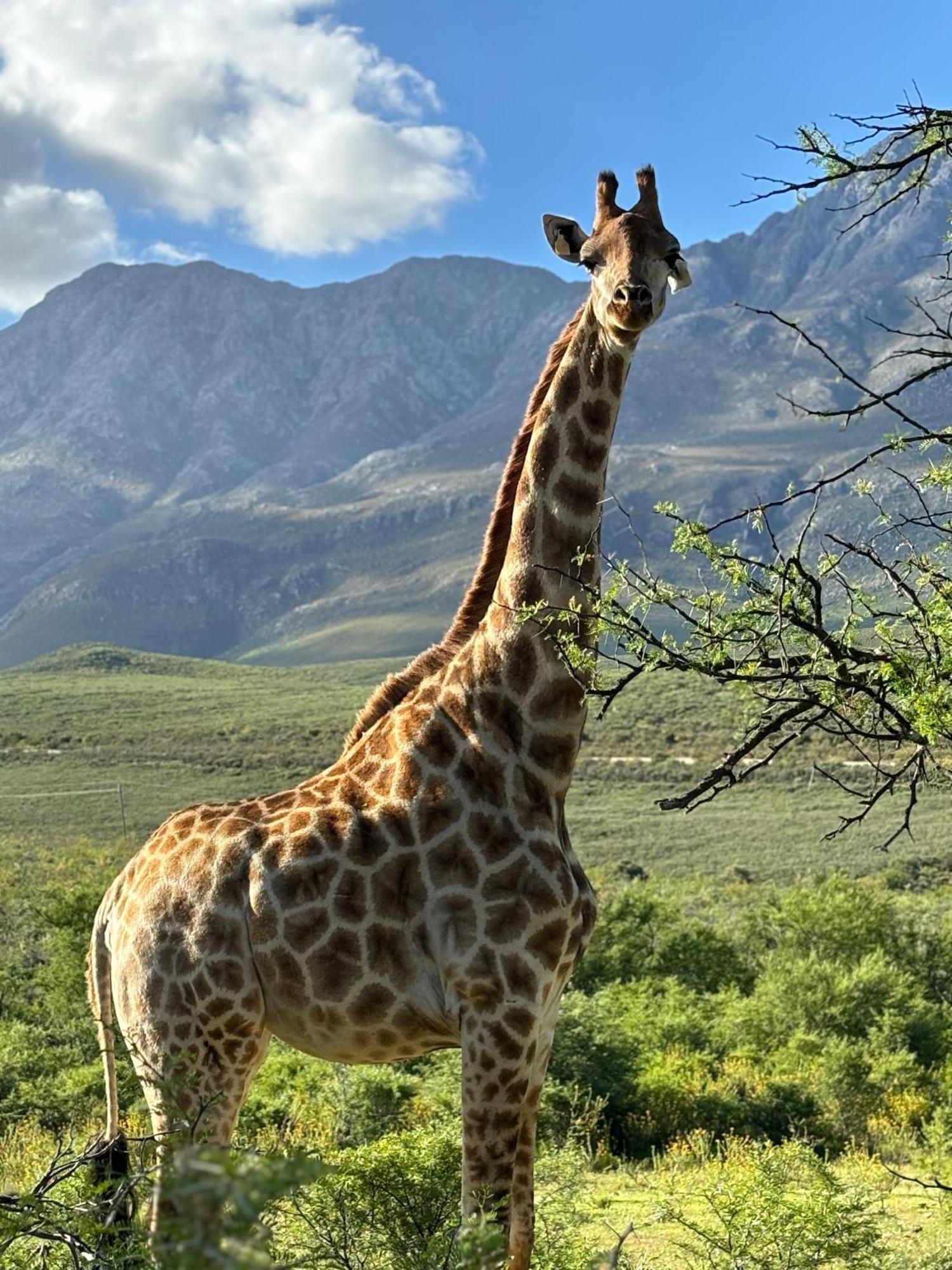 Wildehondekloof Game Lodge Matjiesrivier  Exteriér fotografie