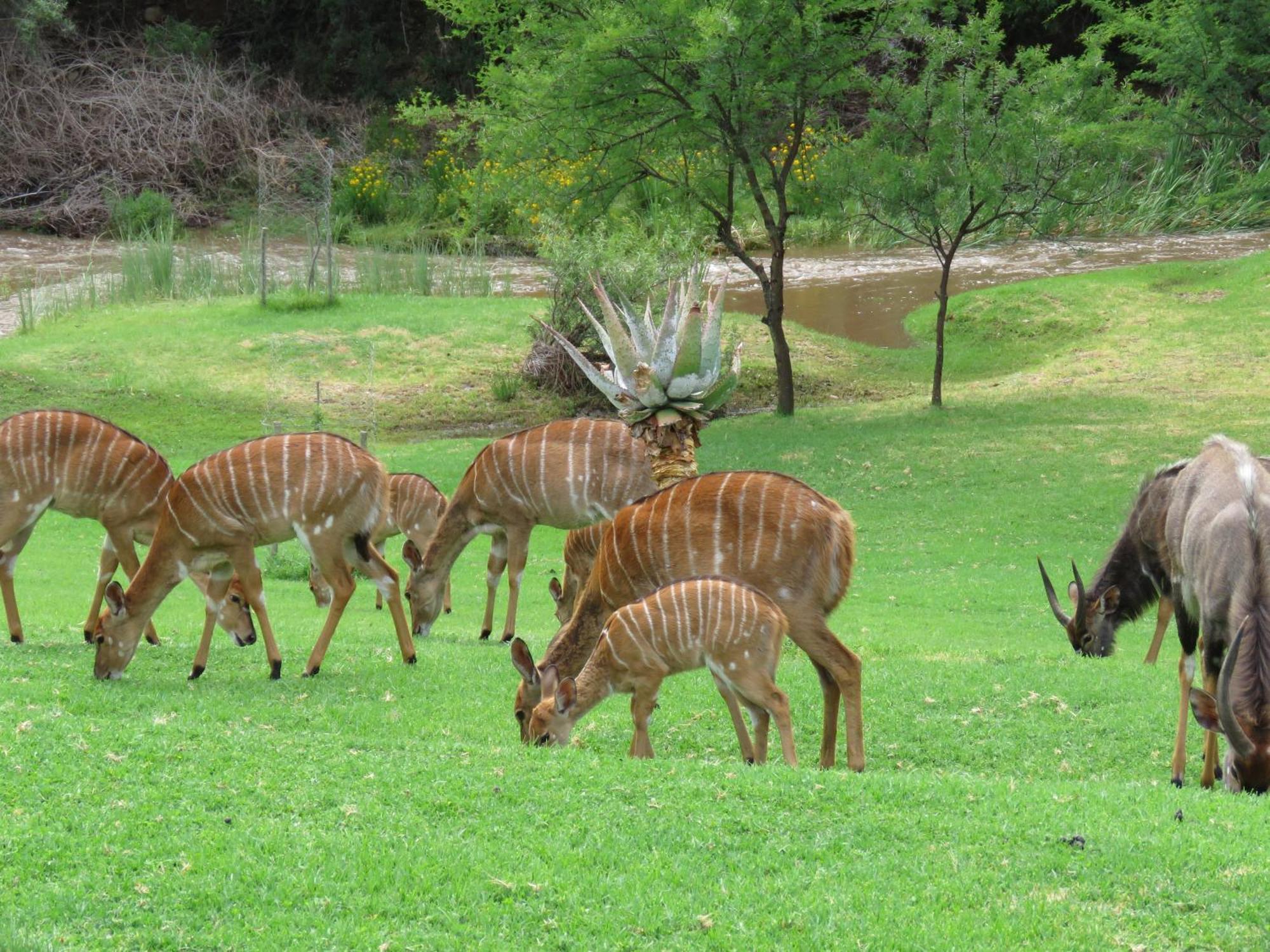 Wildehondekloof Game Lodge Matjiesrivier  Exteriér fotografie